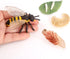Bee Growth Life Cycle Insect Life Cycle Figurines of Bee, Bee Figurine Model Set with 4 Instruction Cards, Realistic Animal Growth Cycle Model, Ed...