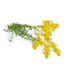 Pure and Organic Biokoma Lady's Bedstraw Dried Herb 50g (1.76oz) In Resealable Moisture Proof Pouch...