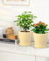 EFISPSS Ceramic Plant Pots, 6Inch Pots for Indoor Plants Set of 2, Planters with Drainage Holes and Ceramic Tray, Flower Pots Desktop Office Windo...