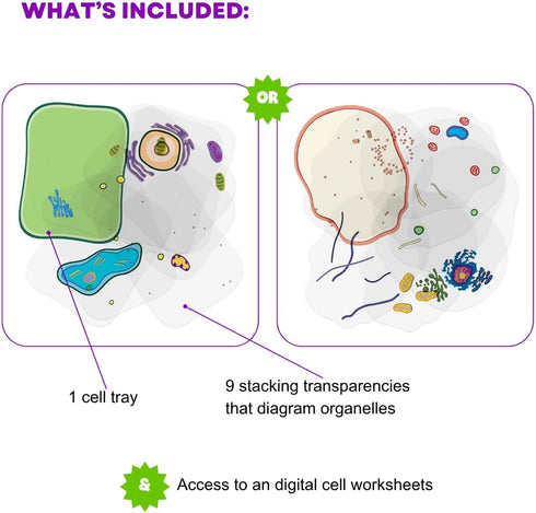 Plant Cell Anatomy Model, See Through Building Kit, Early Cell Biology and Life Science STEM Toys, Classroom Teaching Aid, Educational Learning Ac...