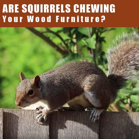 SEEKBIT 4 Pack Squirrel Repellent, Peppermint Garlic Keep Squirrel Out of Attic, Car, Engines, Roof, Outdoor Squirrel Deterrent Repels Chipmunk Ro...