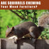 SEEKBIT 4 Pack Squirrel Repellent, Peppermint Garlic Keep Squirrel Out of Attic, Car, Engines, Roof, Outdoor Squirrel Deterrent Repels Chipmunk Ro...