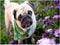YaYiYo DIY Diamond Painting by Number Kit, Full Drill Pug Dog Rhinestone Embroidery Cross Stitch Art Craft Canvas Wall Decor, 15.7 x 11.8 inches.....
