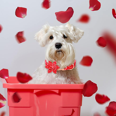 Valentine's Day Dog Collar with Flower Tie, Pink Red love Male Dog Collar with Safety Metal Buckle Adjustable Puppy Collars for Small Medium Large...