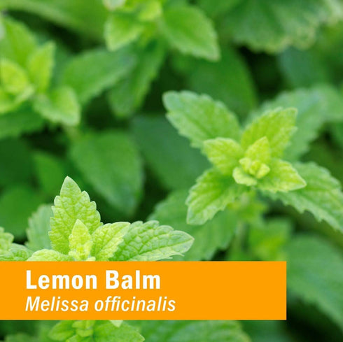Herb Pharm Certified Organic Lemon Balm Liquid Extract for Calming Nervous System Support, Alcohol-Free Glycerite, 1 Oz...