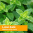 Herb Pharm Certified Organic Lemon Balm Liquid Extract for Calming Nervous System Support, Alcohol-Free Glycerite, 1 Oz...