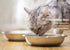 Stainless Steel Cat Bowls, Whisker Fatigue Relief Cat Food Dish, Metal Shallow Wide Large Replacement Plate for Dog and Pet, Ideal for Raised Elev...