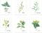 L&O Goods Kitchen Herb Decor Posters & Prints | Home & Kitchen Sage Green Flower Wall Decor | Six 8x10 Posters | Leaves Boho Decor | Artwork Pictu...