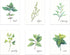 L&O Goods Kitchen Herb Decor Posters & Prints | Home & Kitchen Sage Green Flower Wall Decor | Six 8x10 Posters | Leaves Boho Decor | Artwork Pictu...