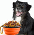 Collapsible Dog Bowl, 4 Pcs Collapsible Dog Water Bowls for Dogs Cats, Portable Pet Feeding Watering Dish for Walking Parking Traveling with Carab...