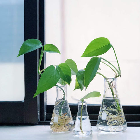 Glass Erlenmeyer Flask Set 50ml 150ml and 250ml, Narrow Mouth Graduated Flasks, 3.3 Borosilicate Glass, Ideal for Laboratory, Classroom or Home Us...