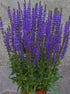 Seeds Sage (Salvia Officinalis) Non GMO Heirloom...