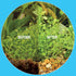 Microbe-Lift Professional Gravel & Substrate Cleaner for Freshwater and Saltwater Tanks, 8oz...
