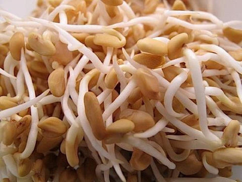 Fenugreek Sprouting Seed, Non GMO - 4 oz - Country Creek Acres Brand - Fenugreek for Sprouts, Garden Planting, Cooking, Soup, Emergency Food Stora...