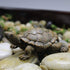 MAOMIA 2 Pcs Miniature Turtle Figurines, Fish Tank Decoration Fairy Garden Teutle Landscape Decor Ornament...