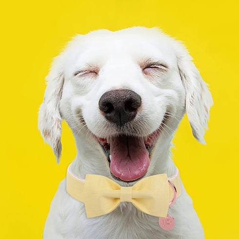 Yellow Dog Collar with Bow Tie, Comfortable Cotton Bowtie Collar with Metal Buckle for Extra Large Dogs, Bow Tie Dog Collar for Girl Boy Dogs, XL,...