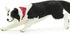 Safari Ltd. Border Collie Figurine - Detailed 5" Plastic Model Figure - Fun Educational Play Toy for Boys, Girls & Kids Ages 3+...