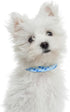 Mile High Life Dog Collar | Nylon Puppy Collars w Cute Patterns | Lightweight Girl Dog Collar | Boy Dog Collar for Small/Medium/Large Dogs (Blue F...