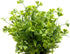Fake Four Leaf Clover Plants for Bathroom Home Office Desk Decor, Small Artificial Faux Greenery for Farmhouse Decorations (1)...