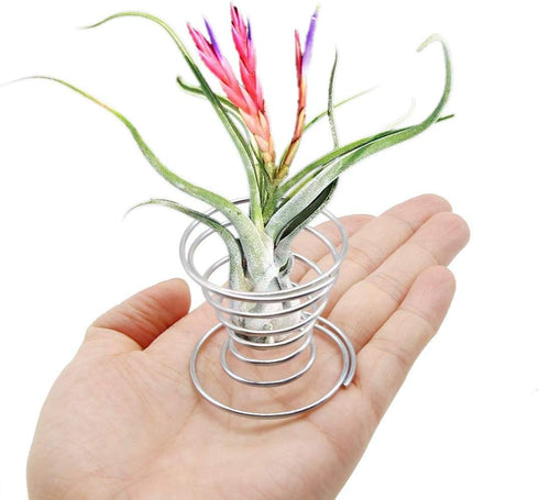 40 Pack Air Plant Stand Holder Tillandsia Airplant Container with Suction Cup Tabletop Planter Display Racks for Hanging Tillandsia House Plants...