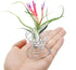 40 Pack Air Plant Stand Holder Tillandsia Airplant Container with Suction Cup Tabletop Planter Display Racks for Hanging Tillandsia House Plants...