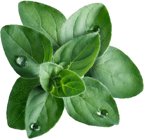 Greek Oregano Herb Seeds for Planting, 2500+ Seeds Per Packet, (Isla's Garden Seeds), Non GMO & Heirloom Seeds, Botanical name: Origanum vulgare, ...