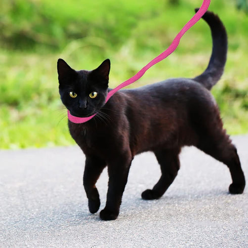 6 Packs Slip Lead Dog Leash, Durable and Comfortable for Cats, Dogs and Other Small Animals...