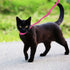 6 Packs Slip Lead Dog Leash, Durable and Comfortable for Cats, Dogs and Other Small Animals...