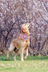 Lionheart Glory Dog Collar, Pink Dog Collar with Flower, Cute Floral Pattern Pet Collar Adjustable Dog Collar for X-Large Dogs...