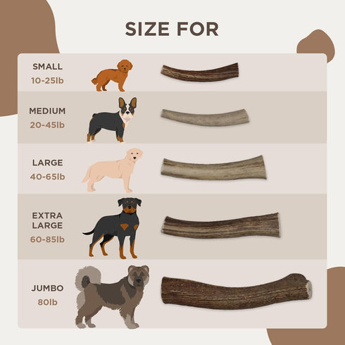 Premium Red Deer Antler Dog Chew, 4-8 inch Naturally Shed Antlers for Dogs, Aggressive Chewers & Puppies, No Messy No Oder Healthy Treat! - 1 Coun...