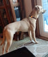 Soft Cotton Dog Collar with Metal Buckle Adjustable Heavy Duty Comfy Corduroy Collars for Small Medium Large Dogs,Brown,Medium...