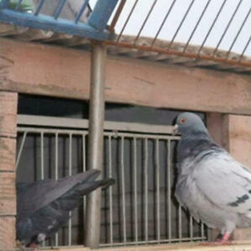 Pigeon Trap Doors Pigeon Loft Door Pigeon One Way Entrance Door Iron T Bars Frame Window Bird Cage Door(12 * 10 inch)...