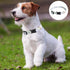 2 Pack Adjustable Personalized Dog Collars Soft Fancy Pet Collar Cute Flower Dog Collars Ideal for Male and Female Pet Dogs...