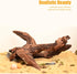 Aquarium Driftwood Natural Trunk Driftwood Assorted Branches 3.9-5.9" Assorted Trunk Terrarium Ornament(5 Pcs)...
