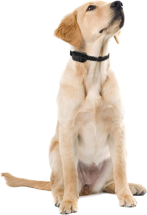 Educator Contact Points Remote Dog Training Collars, Stainless Steel, Long 3/4-Inch...