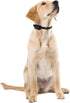 Educator Contact Points Remote Dog Training Collars, Stainless Steel, Long 3/4-Inch...