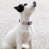 Girl Dog Collar for Small Medium Large Dogs, Cotton Pet Collar, Flowers Daisy and Rose Patterns with Quick-Release Buckle (Flower Pink, M)...