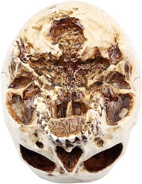 RMM Halloween Decoration Retro Human Skull Head Flower Pot Planter Bed Box Container Replica Home Bar Décor,Clear...