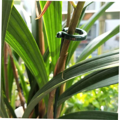 Cabilock 6pcs Outdoor Plant Pot Outside Plant Stand Tomato Plant House Flowers Trelli Plant Cage Support Ring Flower Support Stick Indoor Flowers ...