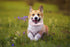 Female Dog Collar and Leash Set,Cute Rhinestone Dazzling Sparkling Soft Pretty Bling Crystal Diamond Pet Puppy Collars for XXS XS Small Medium Lar...