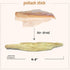 Low Salted Pollack Fish Snacks | Natural Air Dried Dog Treats & Cat Treats | Training Treats for Dogs | Rich with Fish Oil for Dogs | All Breeds &...