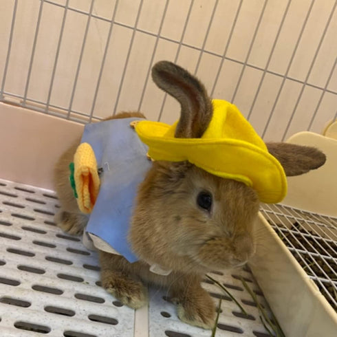 ANIAC Funny Cat Hat for Cat XXS Dog Sun Hat with Ears Hole Rabbit Outfit for Bunny Mini Sombrero Puppy Hat Party Costume Head Accessories for Kitt...