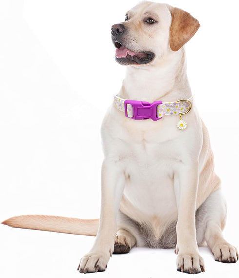Dog Collars with Buckle Adjustable for Cute Girl Female Boy Dogs,Special Soft and Fancy Dog Pet Collar with Flower Design for Small Medium Large D...