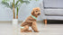 STAR WARS for Pets The MANDALORIAN Dog Sweater, Medium (M) | The MANDALORIAN & GROGU Sweater for Dogs | STAR WARS Pet Apparel, STAR WARS Sweater f...