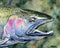 Steelhead Trout Fly Fishing Art Print by Watercolor Artist DJ Rogers...
