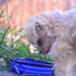 Mr. Peanut's Collapsible Dog Bowls, Set of 3 Colors, Dishwasher Safe BPA Free Food Grade Silicone Portable Pet Bowls, Foldable Travel Bowls for Fe...