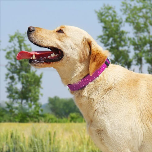 Glittering Basic Dog Collar, Comfy & Durable Dog Collar for Small Medium Large Dogs with Eco-Friendly Plastic Buckle, Adjustable Stylish Nylon Dog...