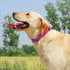 Glittering Basic Dog Collar, Comfy & Durable Dog Collar for Small Medium Large Dogs with Eco-Friendly Plastic Buckle, Adjustable Stylish Nylon Dog...