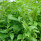Scullcap Seeds (Scutellaria Lateriflora) Packet of 50 Seeds...