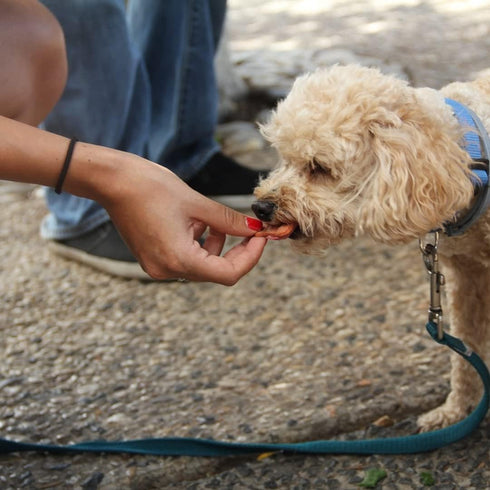 Chicken Jerky Dog Treats Single Ingredient and Made in USA...